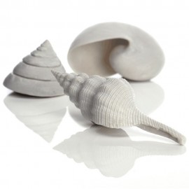 Набор морских ракушек, Sea shell set 3 white