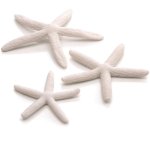 Набор белых морских звезд, Starfish set 3 white