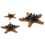 Набор морских звезд, Sea Star set 3 natural