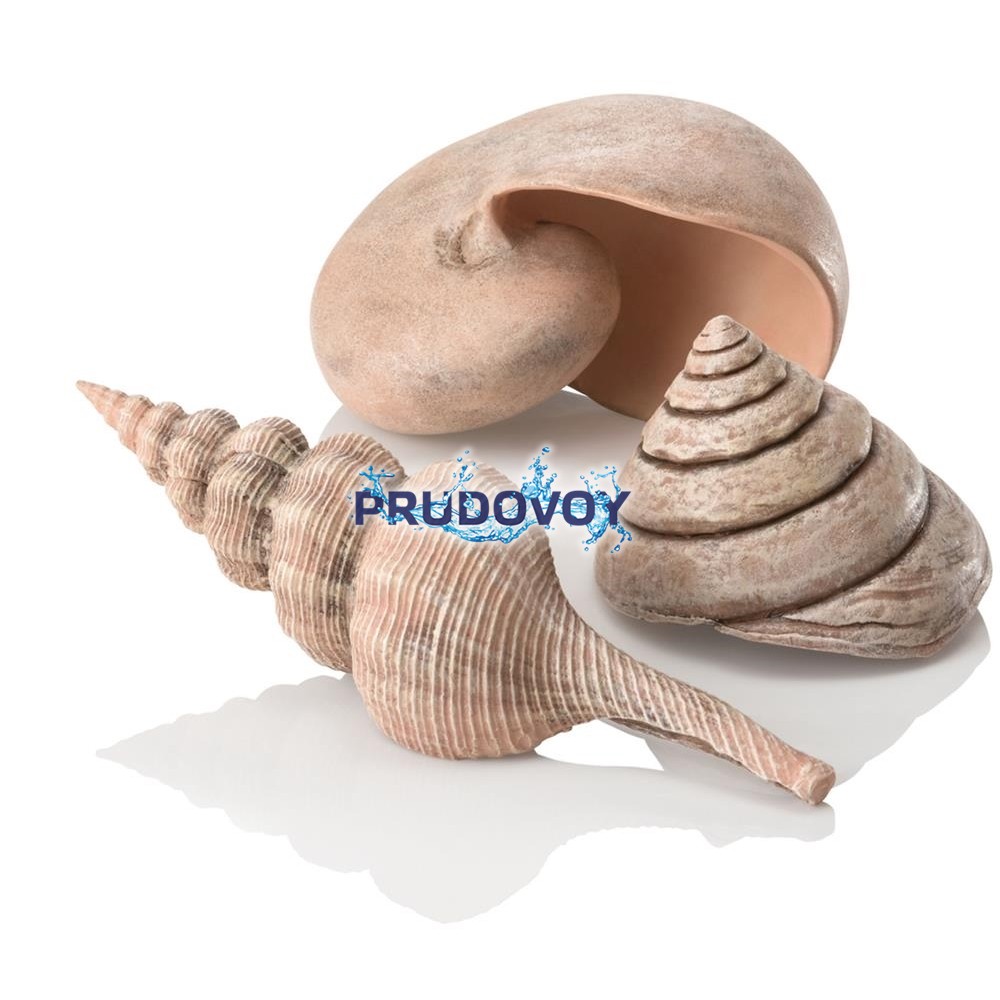 Набор морских ракушек, Sea shell set 3 natural