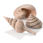 Набор морских ракушек, Sea shell set 3 natural