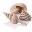 Набор морских ракушек, Sea shell set 3 natural