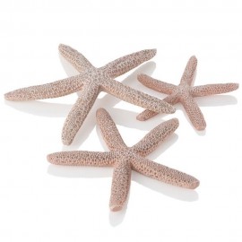 Набор морских звезд, Starfish set 3 natural