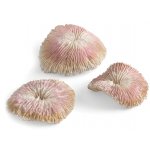 Набор пластинчатых кораллов, Plate coral set