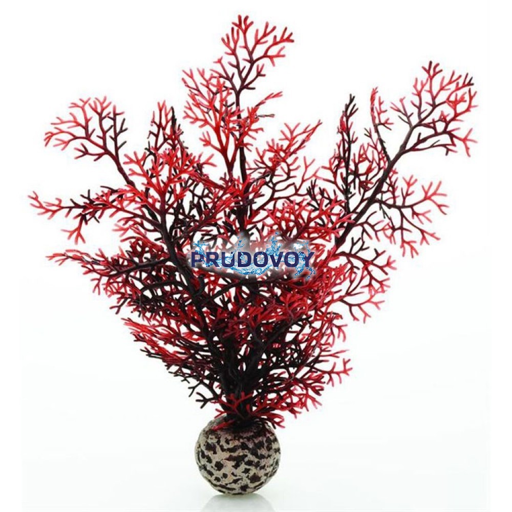 Малиновый морской веер, малый, Sea fan small crimson