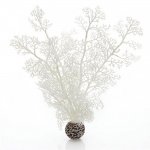 Белый морской веер, средний, Sea fan medium white