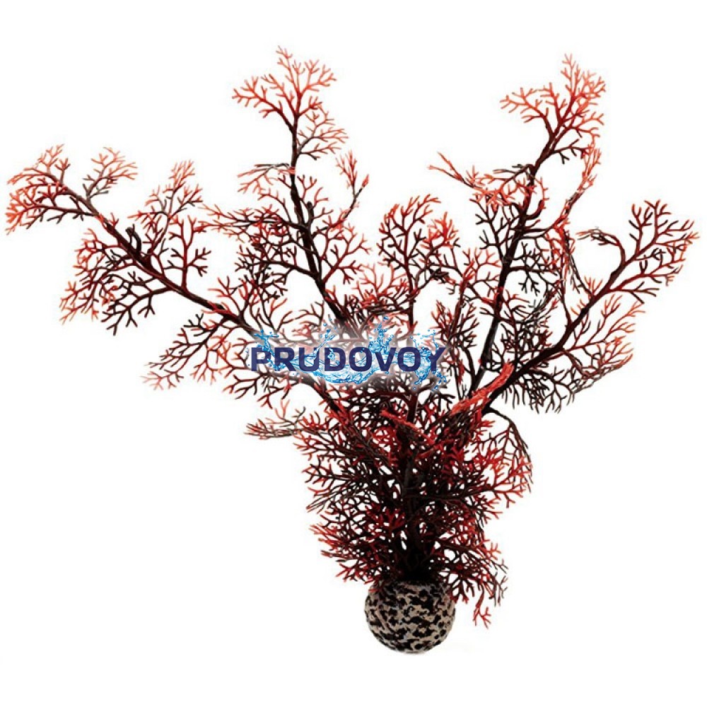 Малиновый морской веер, средний, Sea fan medium crimson Малиновый морской веер, средний, Sea fan medium crimson