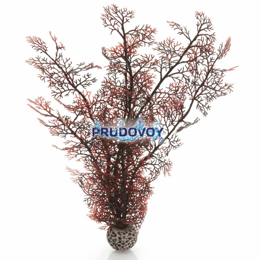 Малиновый морской веер, большой, Sea fan large crimson