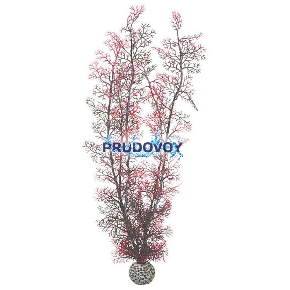 Малиновый морской веер, очень большой, Sea fan extra large crimson