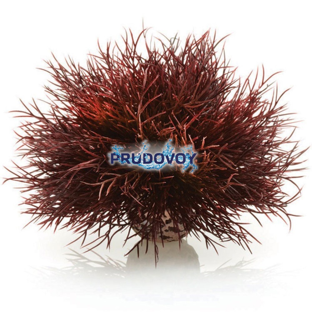Малиновая морская лилия, Aquatic sea lily crimson (46077)