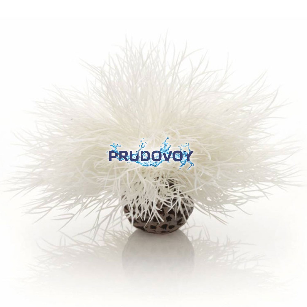 Белая морская лилия, Aquatic sea lily white 