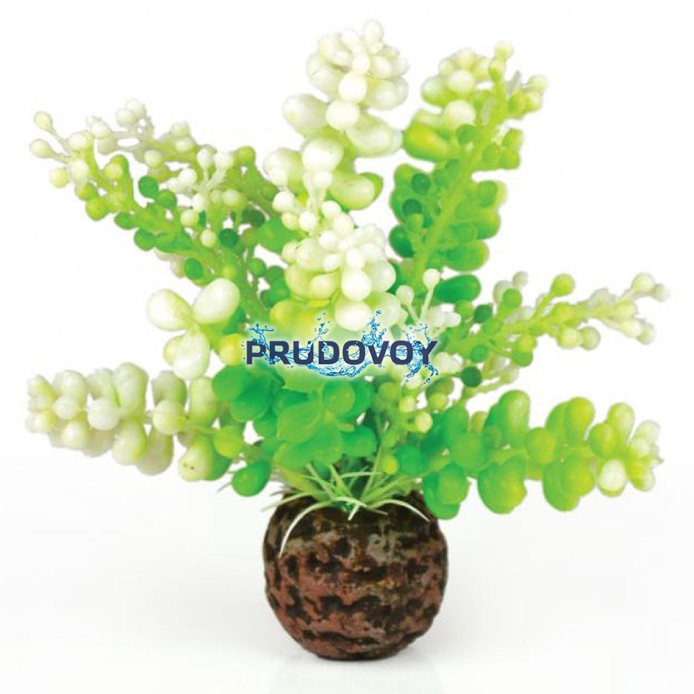 Водная зеленая каулерпа, Aquatic Caulerpa green (46090) Водная зеленая каулерпа, Aquatic Caulerpa green (46090)