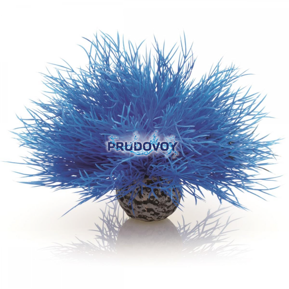 Синяя морская лилия, Aquatic sea lily blue