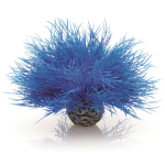 Синяя морская лилия, Aquatic sea lily blue