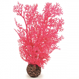 Розовый морской веер, малый, Sea fan small pink