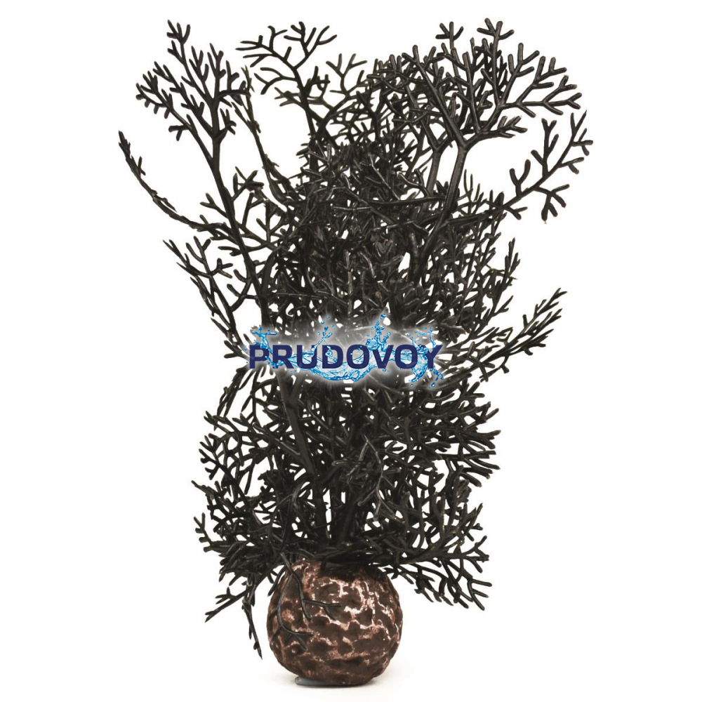 Черный морской веер, малый, Sea fan small black