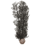 Черный морской веер, средний, Sea fan medium black