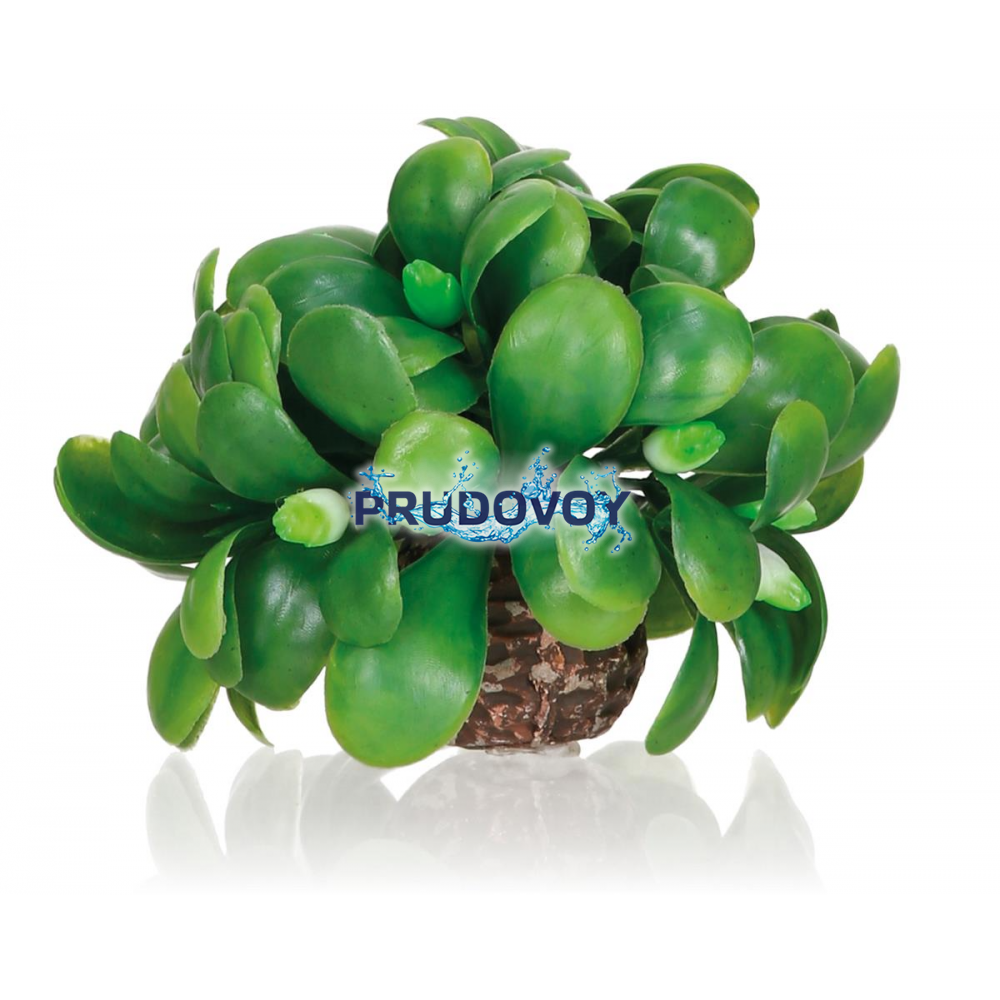 Омела шар, biOrb mistletoe ball