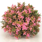 Розовый цветочный шар, Flower ball pink