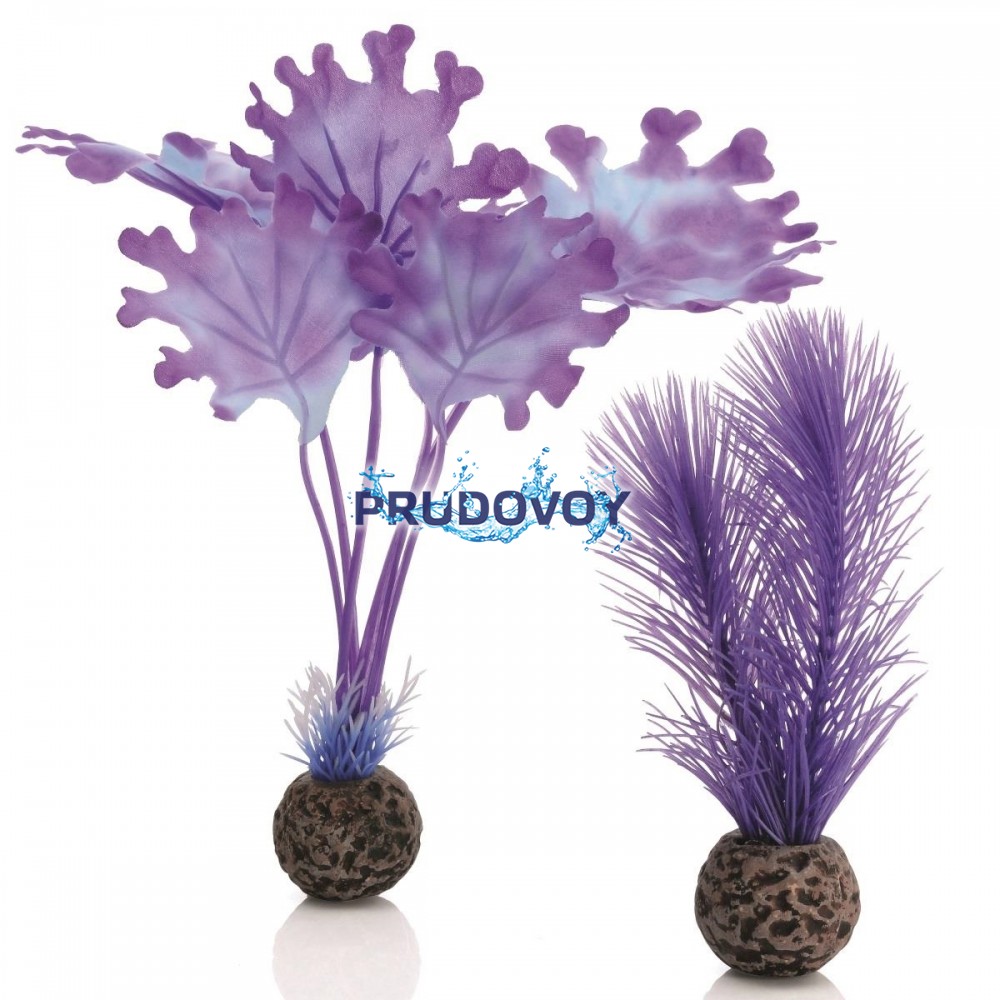 Набор "Малая фиолетовая ламинария", Kelp set small purple