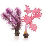 Набор "Малая розовая ламинария", Kelp set small pink 