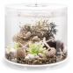 Декоративная фигура "Коралловые ракушки", coral-shells ornament natural
