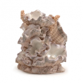 Орнамент из ракушек, малый Clamshell ornament small